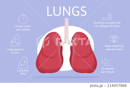 Hand drawn flat organ infographic template with anatomical lungs and icons 114057066
