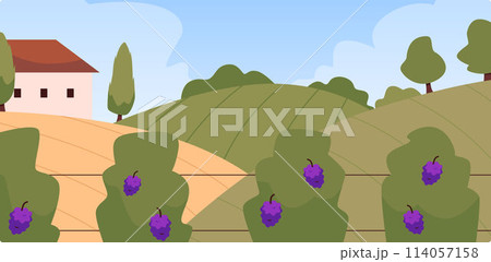 Rural vineyard landscape vector illustration Rural vineyard landscape vector illustration 114057158