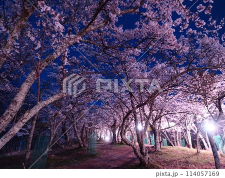 松本市光城山の夜桜 松本市光城山の夜桜 114057169