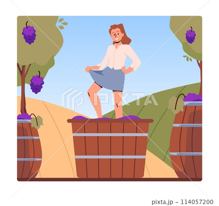 Woman farmer tramples and squeezes on the basket with ripe grapes vector flat illustration, winemaking process, vineyard Woman farmer tramples and squeezes on the basket with ripe grapes vector flat illustration, winemaking process, vineyard 114057200