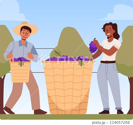 Harvest scene in a vineyard. Workers harvest grapes. 114057208