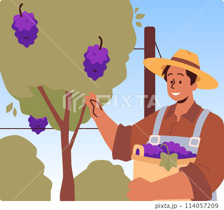 Farmer or gardener with basket collects ripe grapes vector flat illustration, cartoon harvesting of wine grapes vineyard Farmer or gardener with basket collects ripe grapes vector flat illustration, cartoon harvesting of wine grapes vineyard 114057209