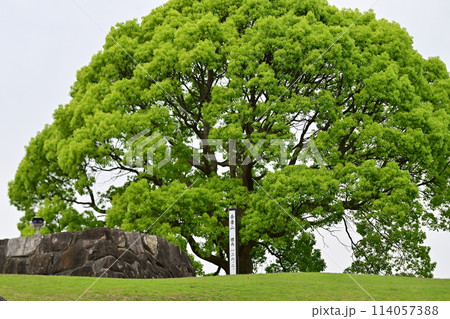 二宮駅前にある吾妻山公園 114057388