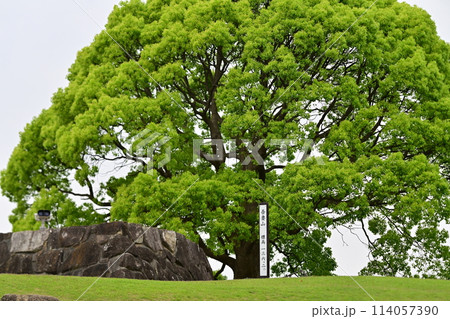 二宮駅前にある吾妻山公園 二宮駅前にある吾妻山公園 114057390