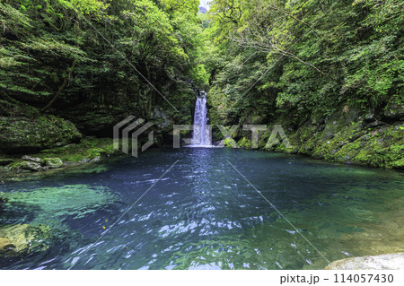 《高知県 仁淀ブルー》新緑のにこ淵と滝壺 114057430