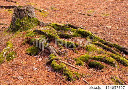 Ancient pine roots of a fallen coniferous tree in moss and fallen brown needles. Ecological problems and deforestation concept 114057507