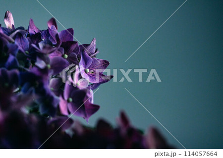 夜明けに撮影した紫陽花 114057664