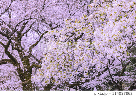 満開の桜　東京都 114057862