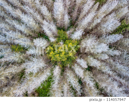 Aerial view of beautiful forest in autumn Aerial view of beautiful forest in autumn 114057947