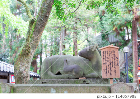 大阪の枚岡神社 114057988