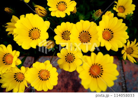 黄色い花 黄色い花 114058033