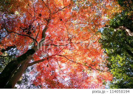 赤く染まる紅葉 114058194