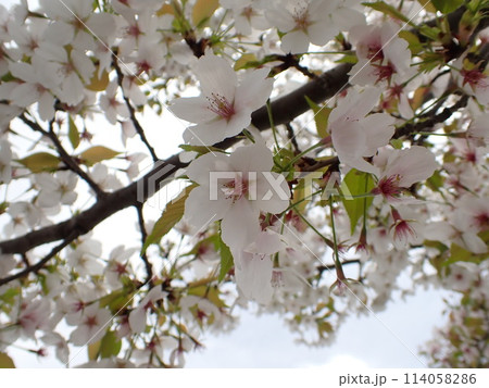 日本の桜【ソメイヨシノ】 114058286