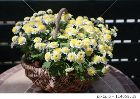 かごに植えたマトリカリアの可愛い小花 114058319