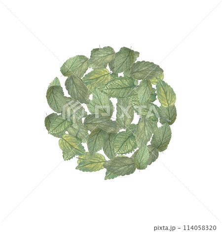 Lemon balm leafs watercolor illustration isolated on white. High quality illustration. Hand painted wild herb great for cards, packages, tea, oil infusions, herbal medicine recipes, guides design 114058320