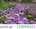満開のレンゲ畑 114058323