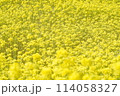 一面に咲き誇る満開の菜の花 114058327