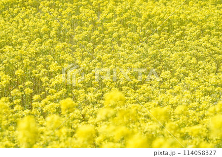 一面に咲き誇る満開の菜の花 一面に咲き誇る満開の菜の花 114058327