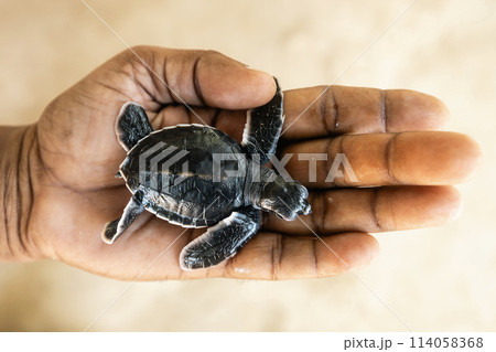 Newborn sea turtle on human palm. 114058368