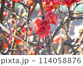 道端に咲いていたボケの花 114058876