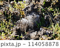 田んぼにできた霜柱 114058878
