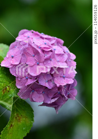 hydrangea(With drop of water) 114059126