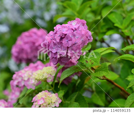 hydrangea(With drop of water) 114059135