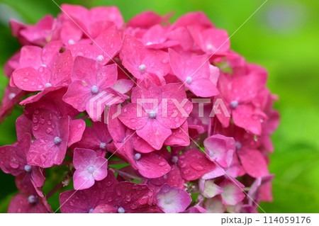 hydrangea(With drop of water) hydrangea(With drop of water) 114059176