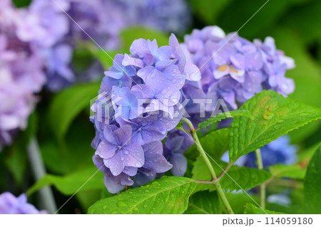 hydrangea(With drop of water) 114059180