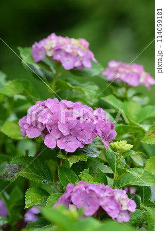 hydrangea(With drop of water) hydrangea(With drop of water) 114059181