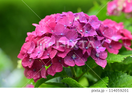 hydrangea(With drop of water) hydrangea(With drop of water) 114059201