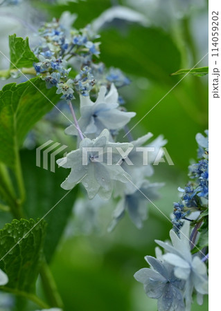 hydrangea(With drop of water) 114059202
