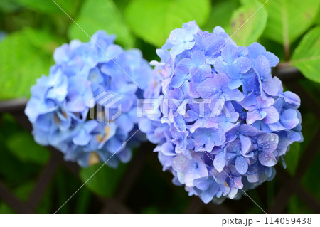 美しいアジサイ(水滴付き)　梅雨にもオススメ 114059438