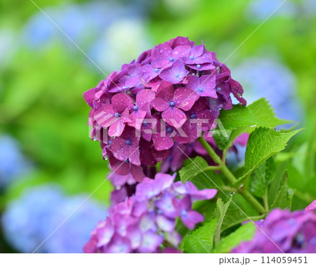 美しいアジサイ(水滴付き) 梅雨にもオススメ 美しいアジサイ(水滴付き) 梅雨にもオススメ 114059451