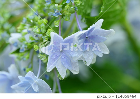 美しいアジサイ(水滴付き)　梅雨にもオススメ 114059464