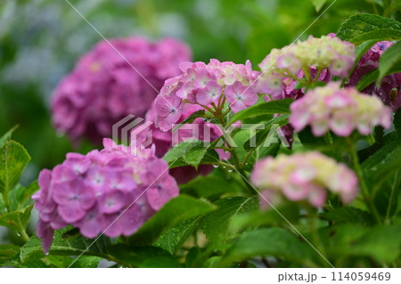 美しいアジサイ(水滴付き)　梅雨にもオススメ 114059469