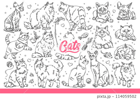 Domestic cats different breeds in different poses, resting or hunting for toys. Hand drawn doodle. 114059502