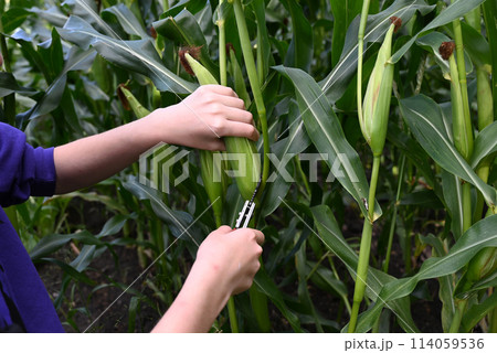 Close-up of green husked ear of corn in field 114059536