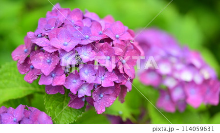 梅雨（雨粒付き紫陽花） 114059631