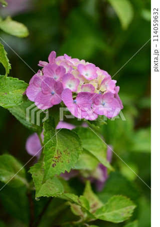 梅雨（雨粒付き紫陽花） 114059632