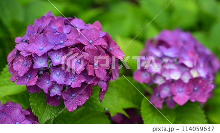 梅雨（雨粒付き紫陽花） 114059637