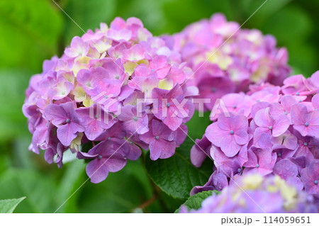 梅雨（雨粒付き紫陽花） 114059651