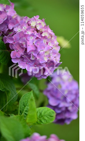 梅雨(雨粒付き紫陽花) 梅雨(雨粒付き紫陽花) 114059655