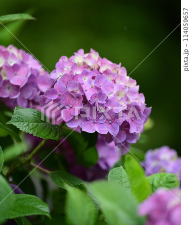梅雨(雨粒付き紫陽花) 梅雨(雨粒付き紫陽花) 114059657