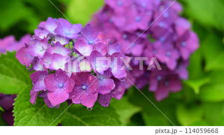 梅雨(雨粒付き紫陽花) 梅雨(雨粒付き紫陽花) 114059668