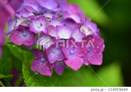 梅雨（雨粒付き紫陽花） 114059689