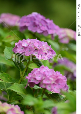 梅雨（雨粒付き紫陽花） 114059690