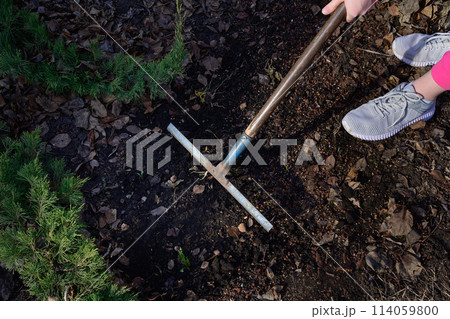 A woman removes garbage with a garden rake 114059800