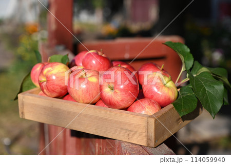 box of fresh apples on a wooden table in a garden 114059940