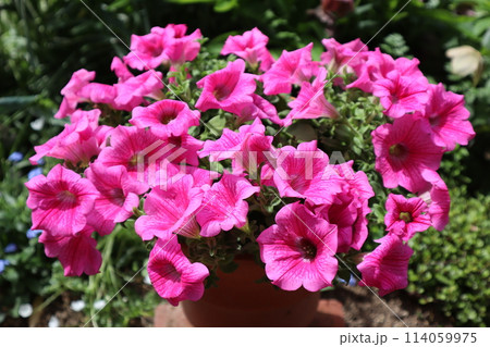 たくさん咲いたピンク色のサフィニア たくさん咲いたピンク色のサフィニア 114059975